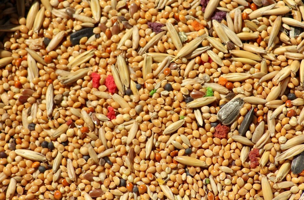 seeds, cereal, millet-3601581.jpg